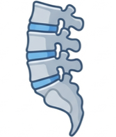 ARI-W Whole Spine